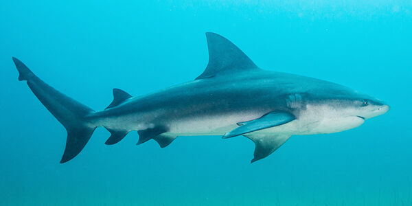 Bull shark